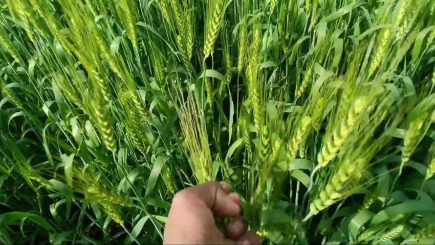 crop - ShareChat